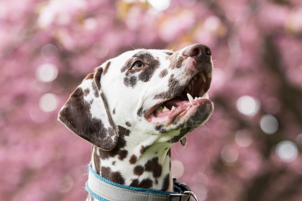 dalmatian, dog, pet