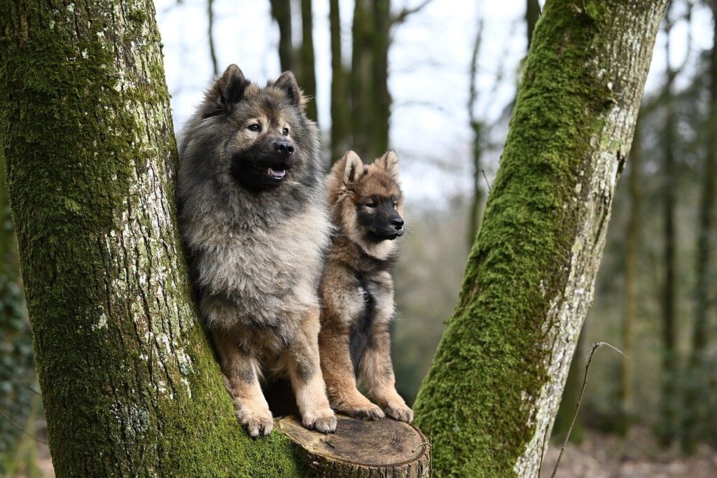 dogs, canine, eurasier plinn